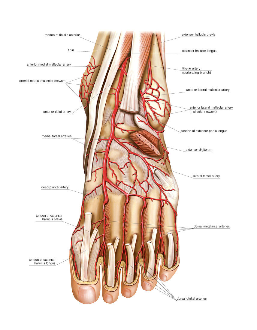 Arterial system of the foot,artwork