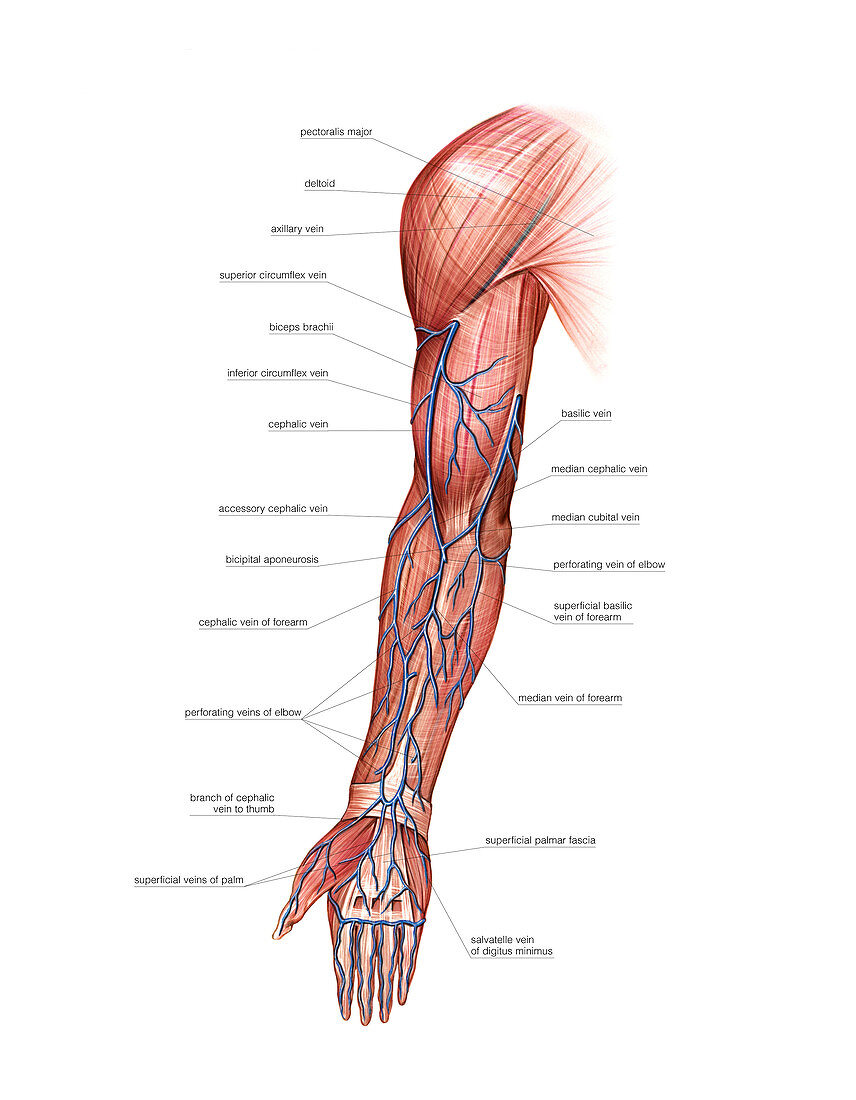 Venous System Of The Upper Limbartwork Bild Kaufen 11683167 Science Photo Library