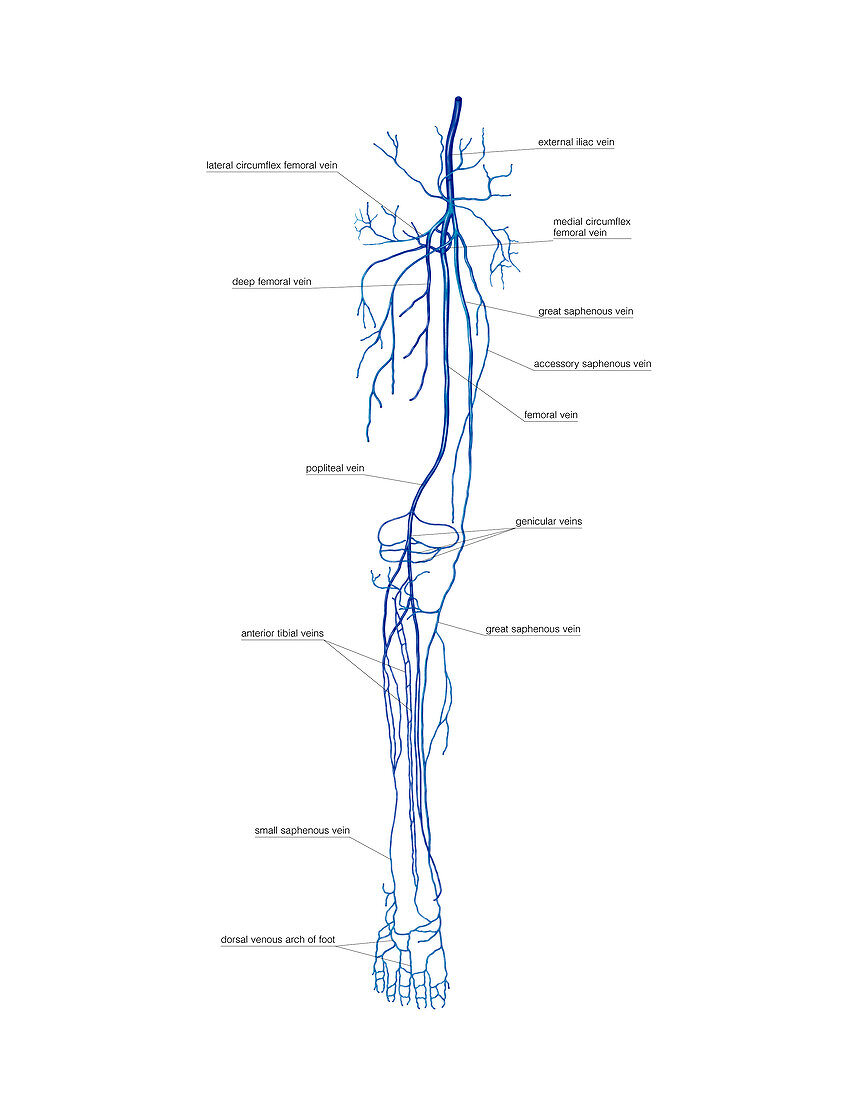 Venous system of the lower limb,artwork