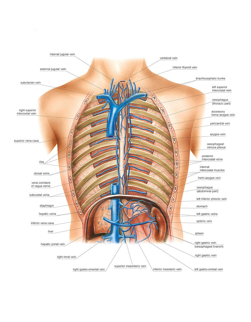 Venous system of the torso,artwork