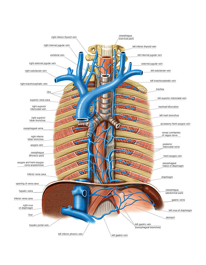 Venous system of the oesophagus,artwork
