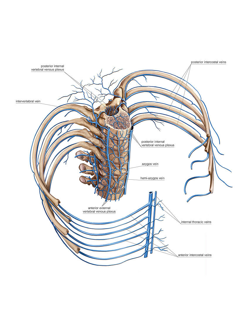 Rib veins and vertebral venous plexus