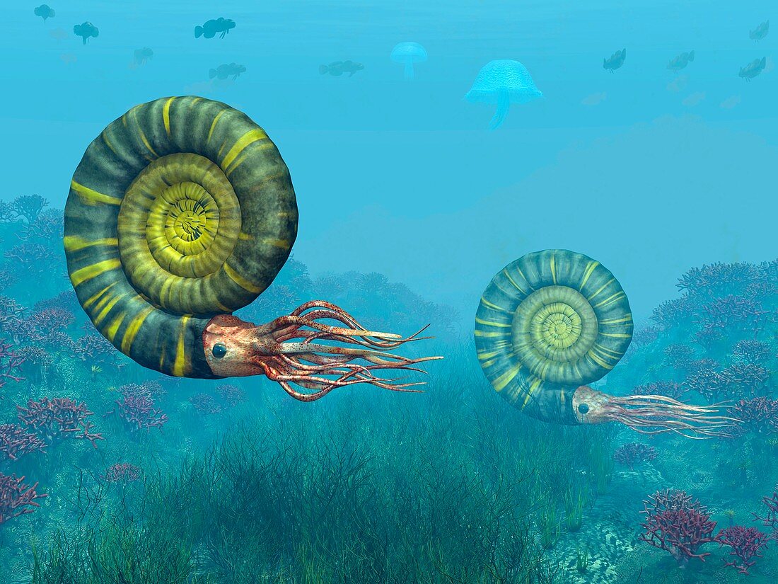 Middle Jurassic ammonites,artwork