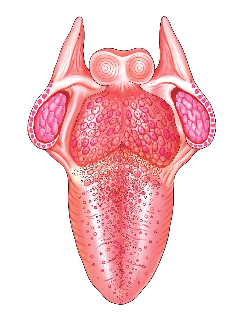 Structure of the tongue,artwork