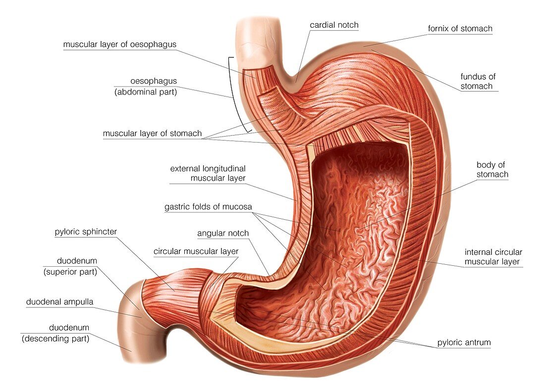 Stomach wall,artwork