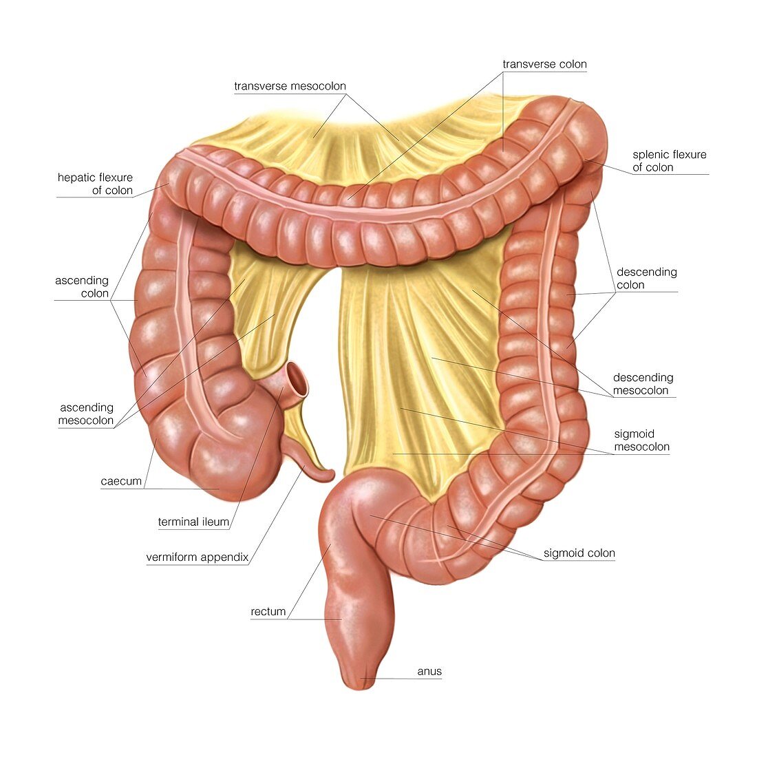 Foetal large intestine,artwork