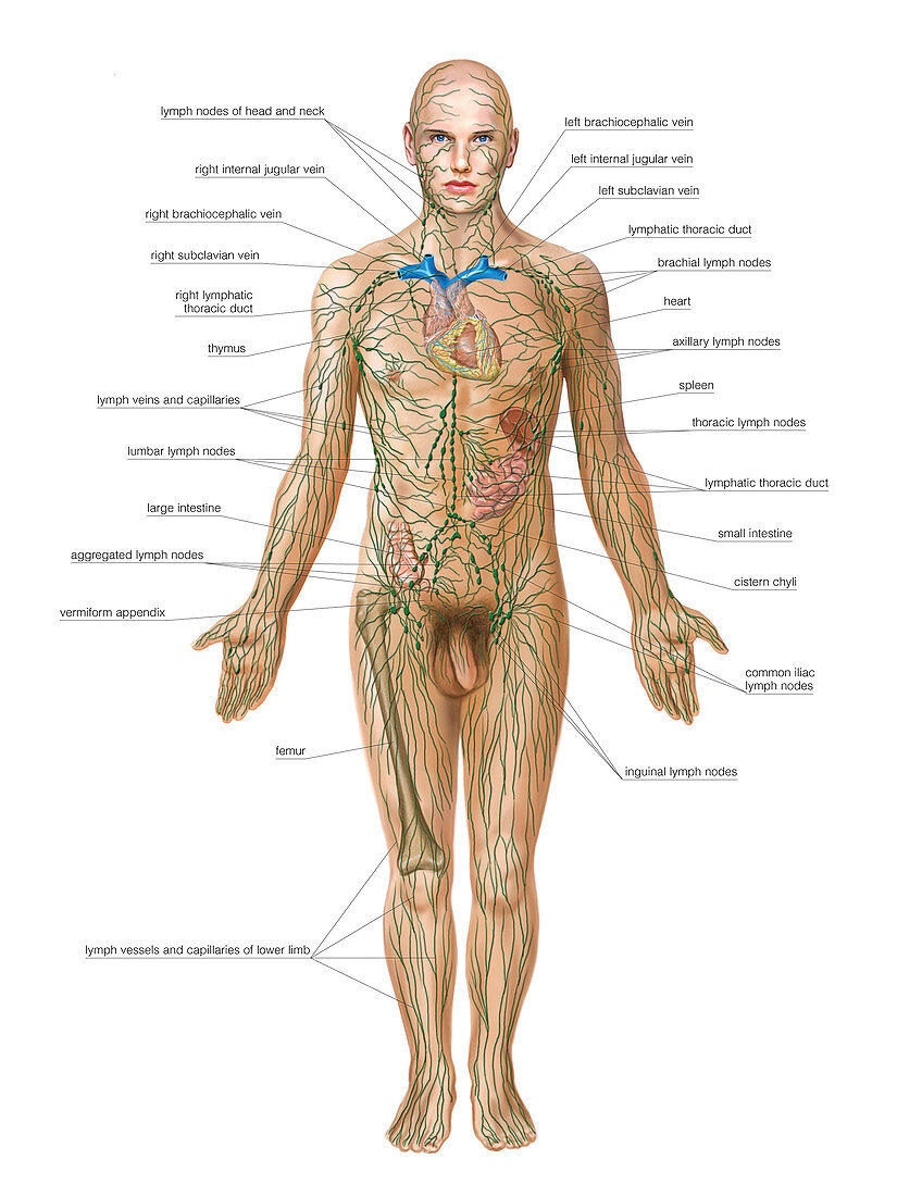 Lymphoid System,artwork