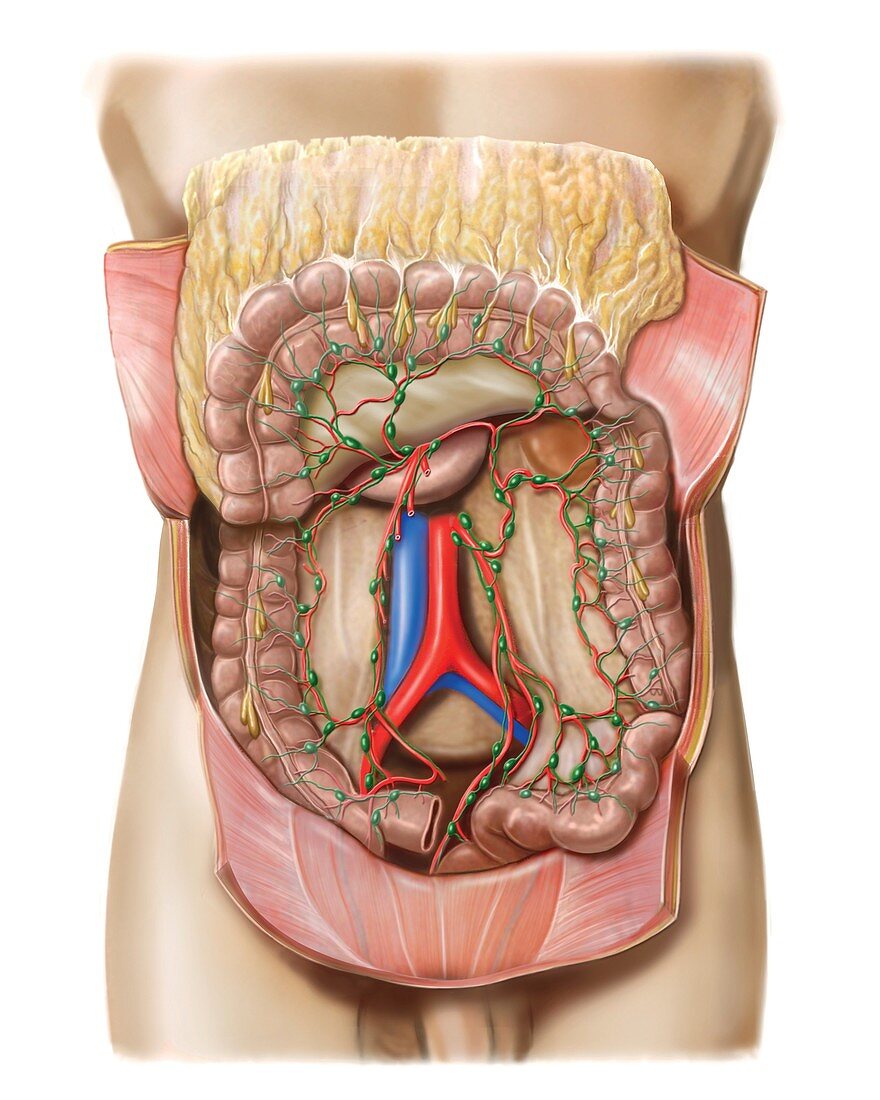 Small intestine lymphoid system,artwork