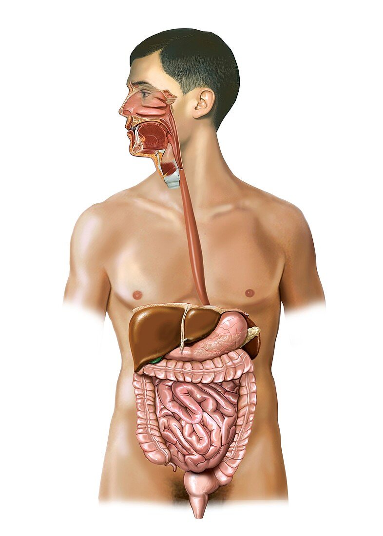 Digestive System,artwork