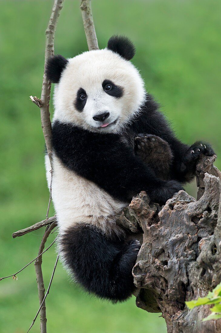 Juvenile Giant Panda