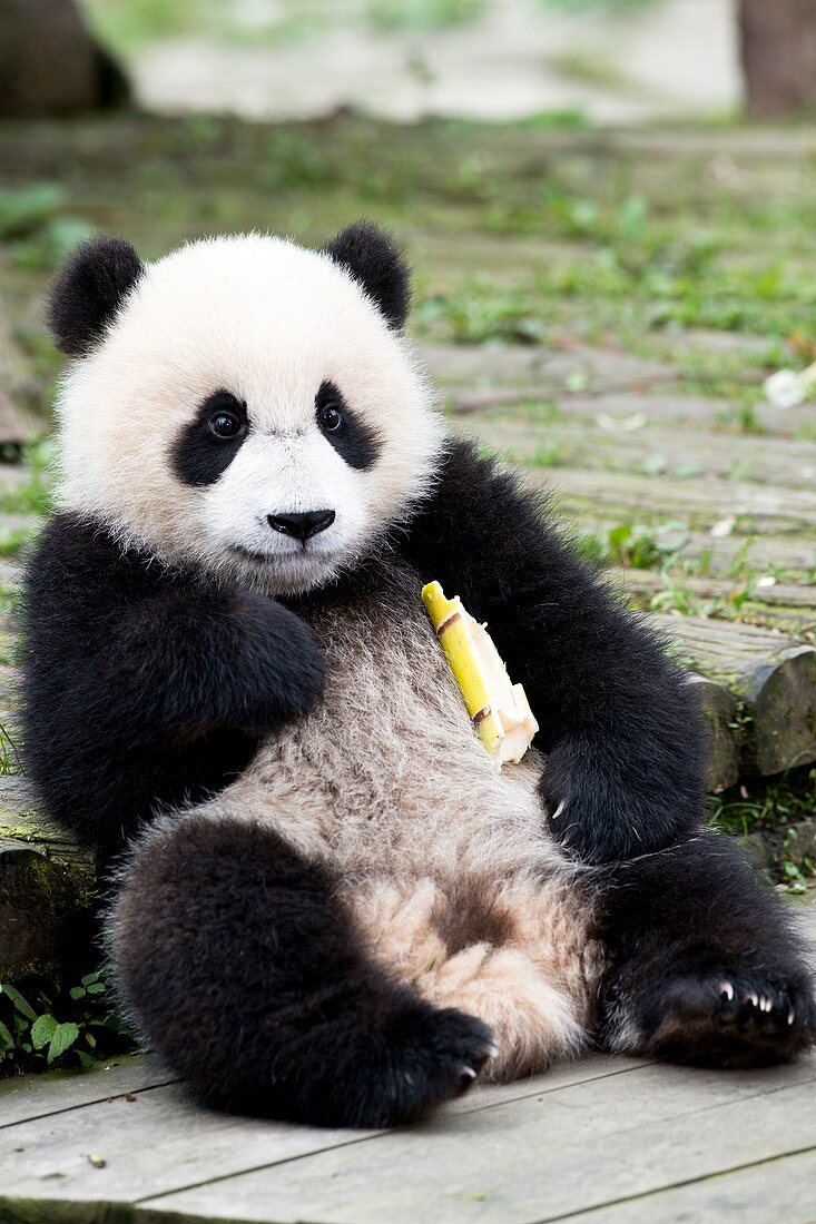 Young captive Giant Panda eating Bamboo