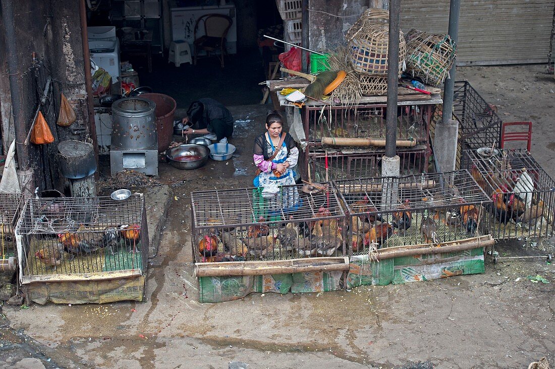 Caged chickens in a food market