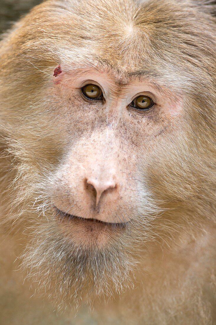 Tibetan Macaque portrait