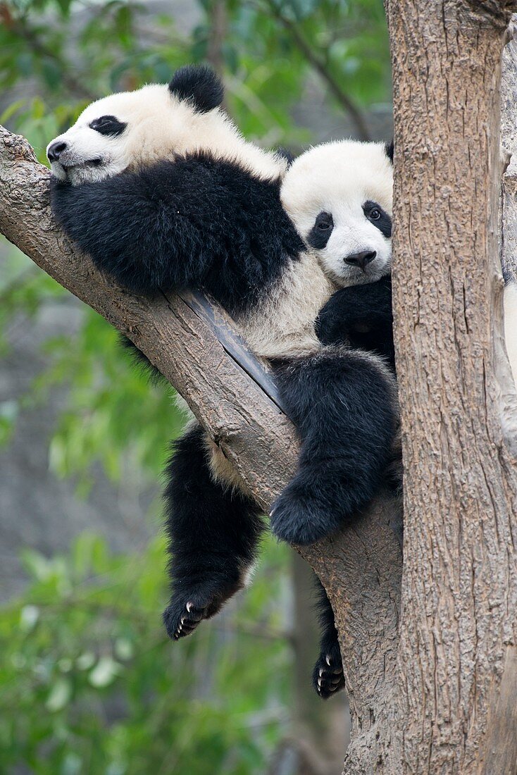 Juvenile Pandas in a tree