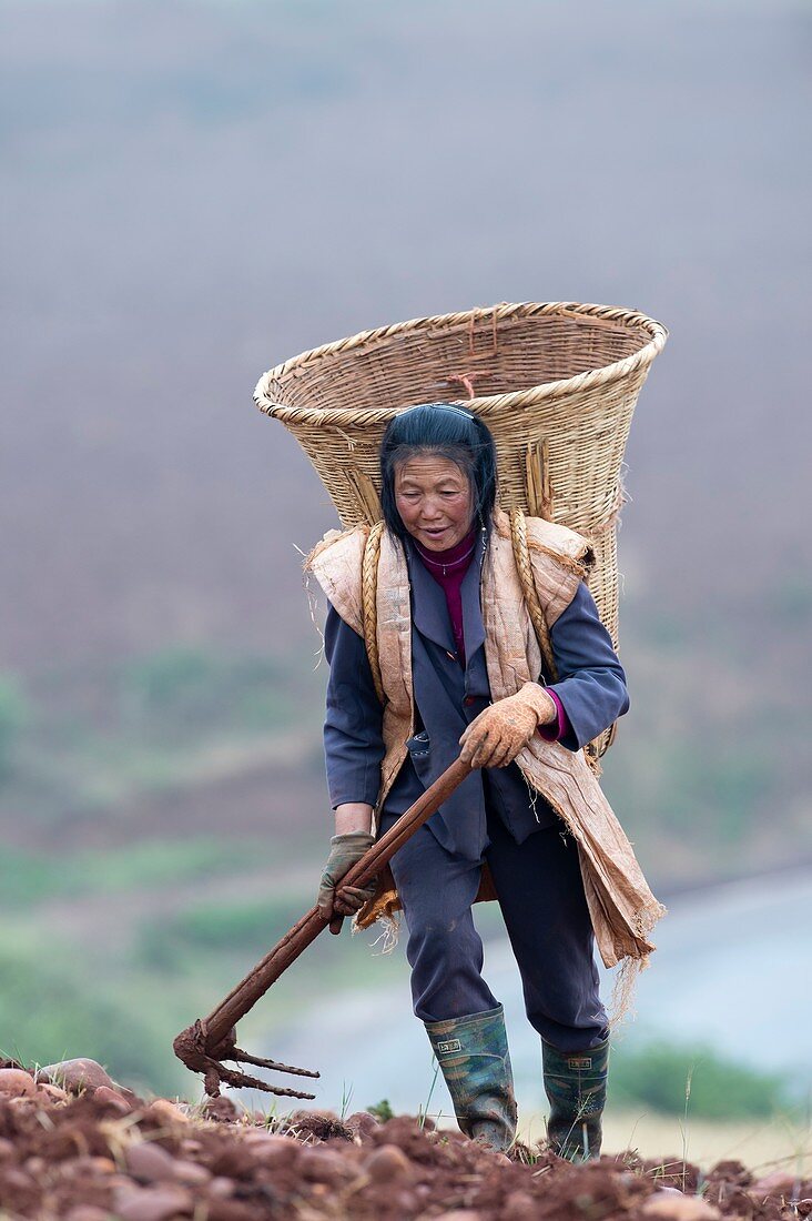 Woman farm worker harvesting potatoes