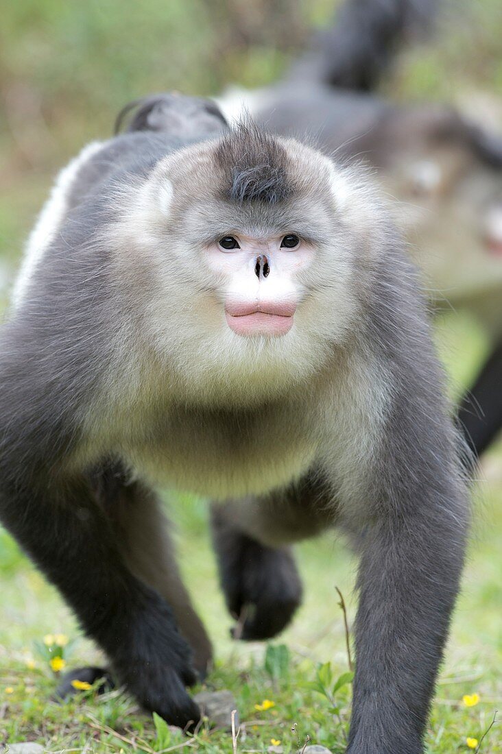 Male Yunnan snub-nosed monkey