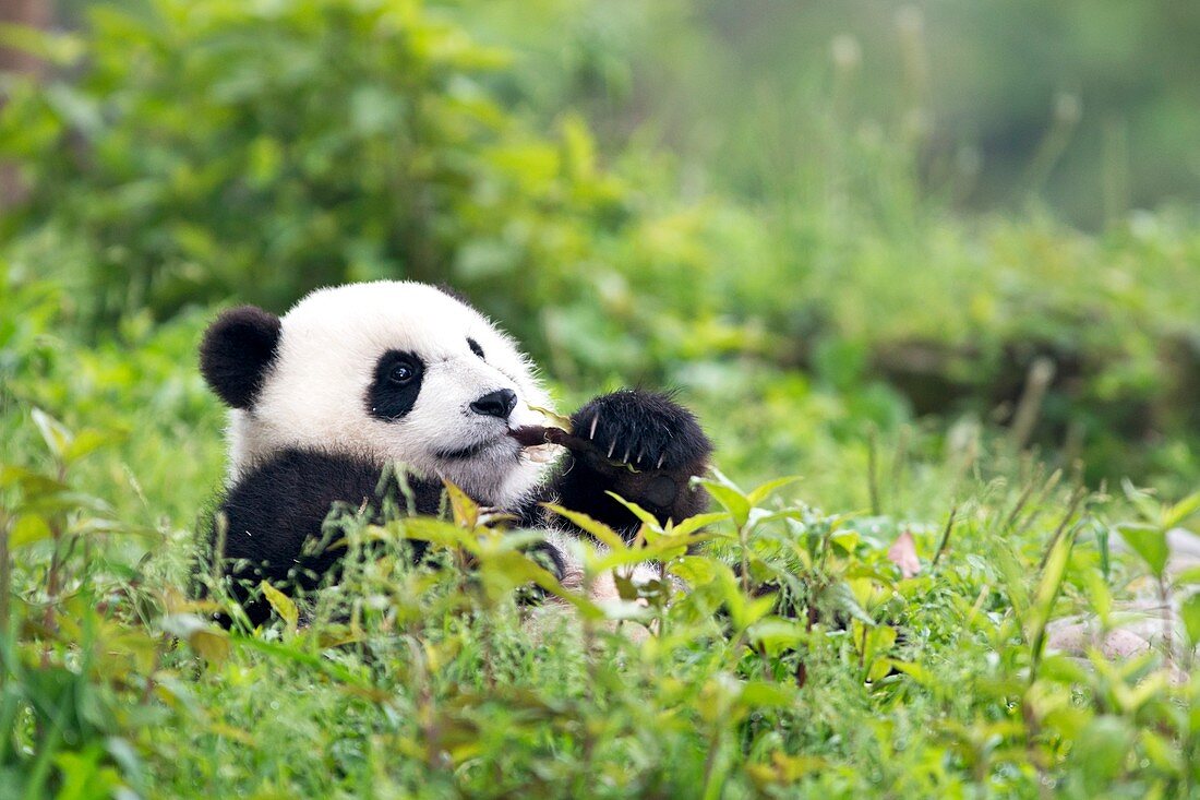 Juvenile Giant Panda feeding