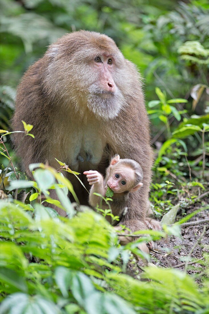 Tibetan Macaque mother with infant