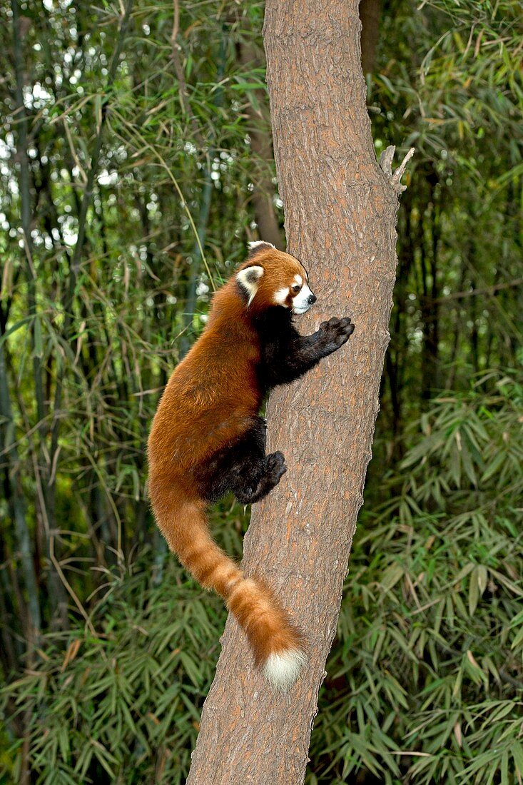 Red Panda climbing a tree