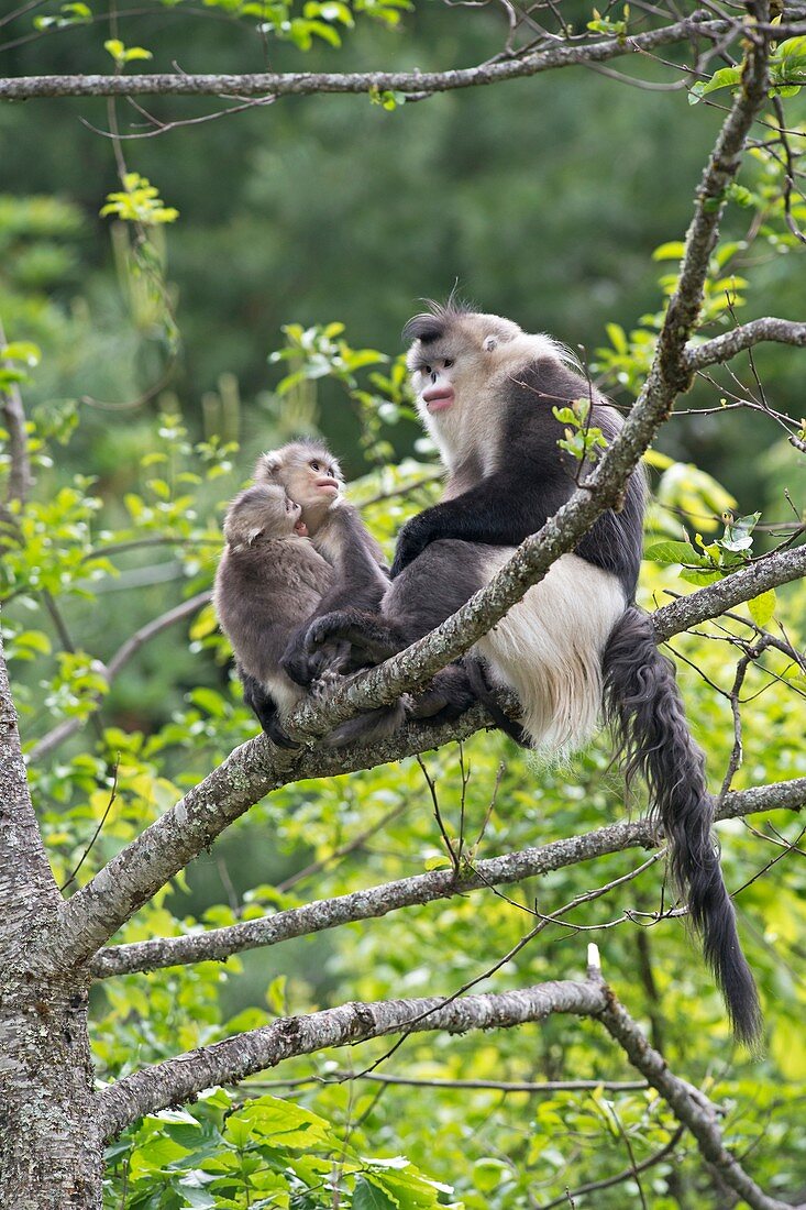 Yunnan snub-nosed monkeys