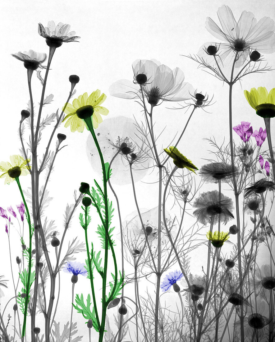 Wildflowers,X-ray