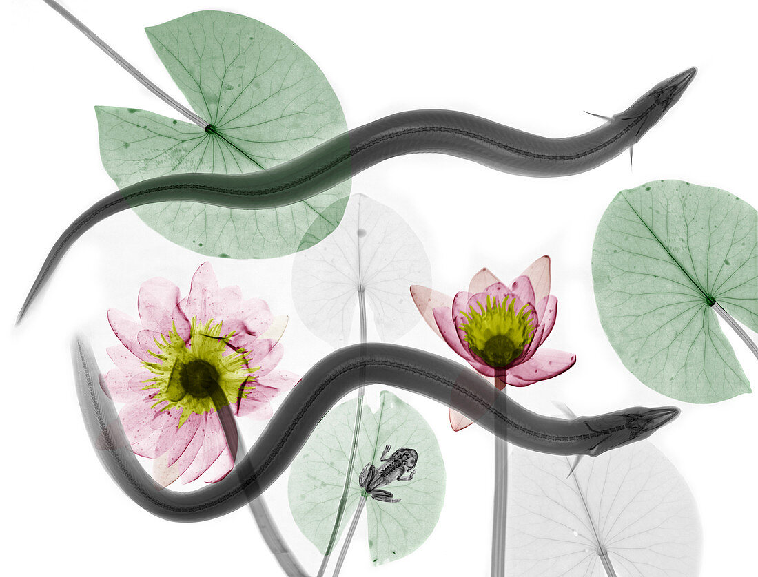 Eels and water lilies,X-ray