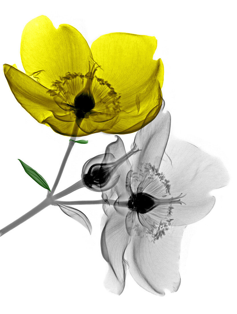 Hypericum flowers,X-ray