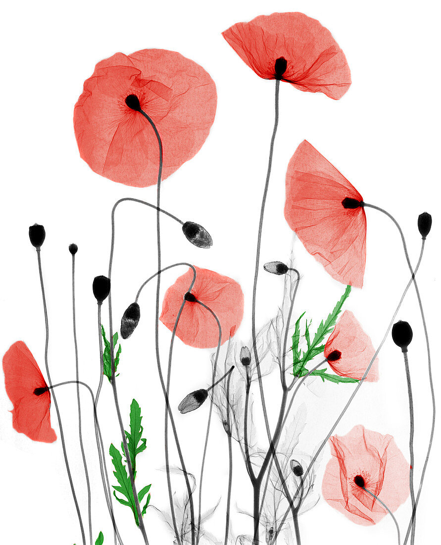 Poppies,X-ray