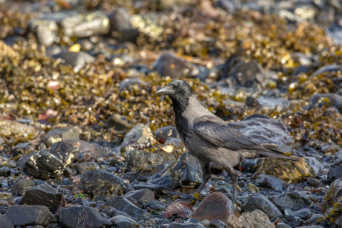 Hooded crow