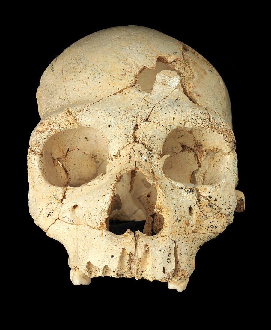 Hominin skull from Sima de los Huesos