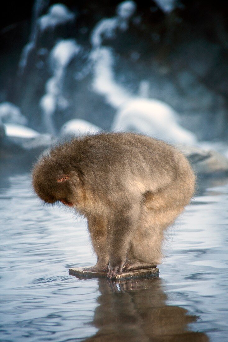 Japanese macaque in a hot spring