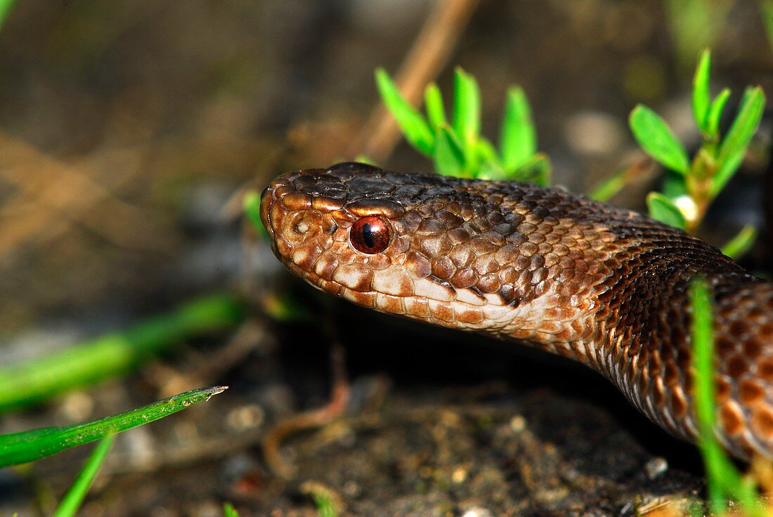 Young male adder