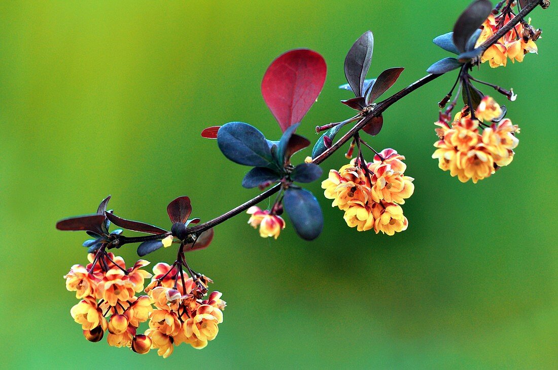 Berberis thunbergii atropurpurea flowers