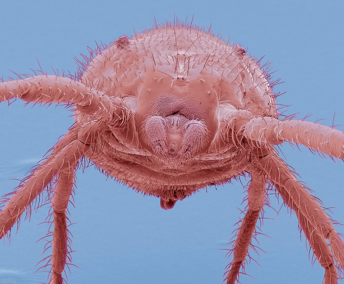 Predatory mite,SEM