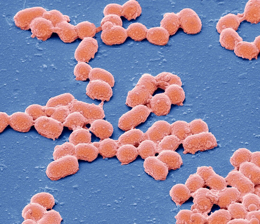 Neisseria gonorrhoeae bacteria,SEM