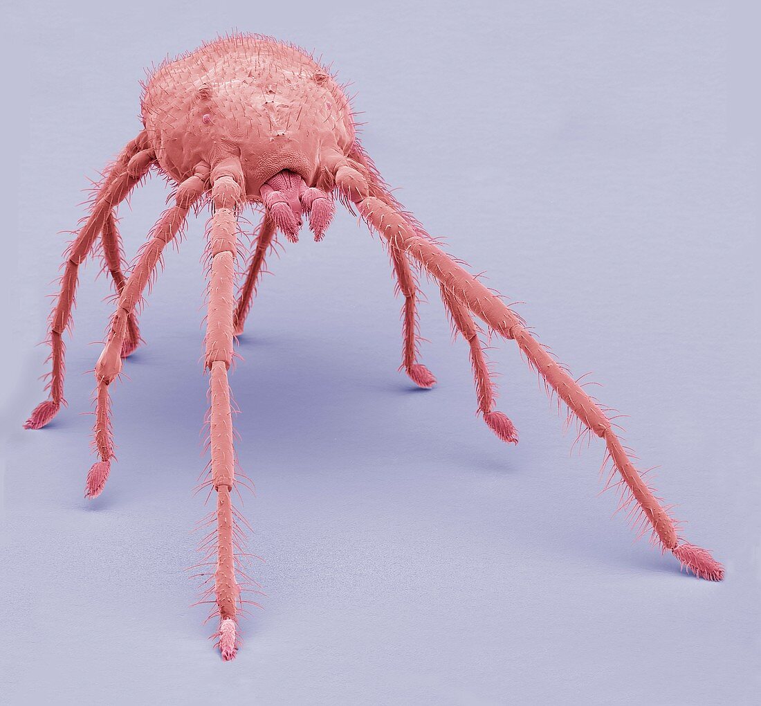 Predatory mite,SEM