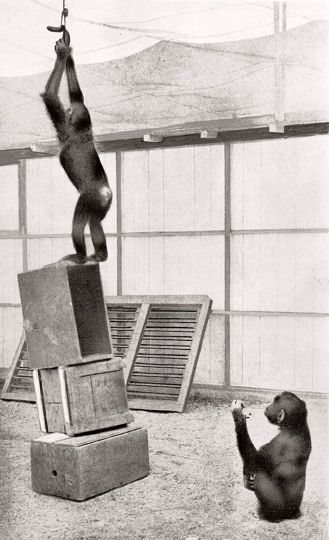 Chimpanzee research,1910s