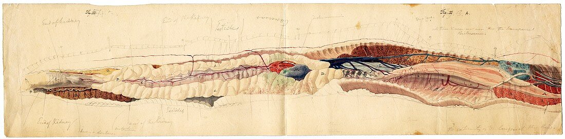 Rattlesnake anatomy,historical artwork