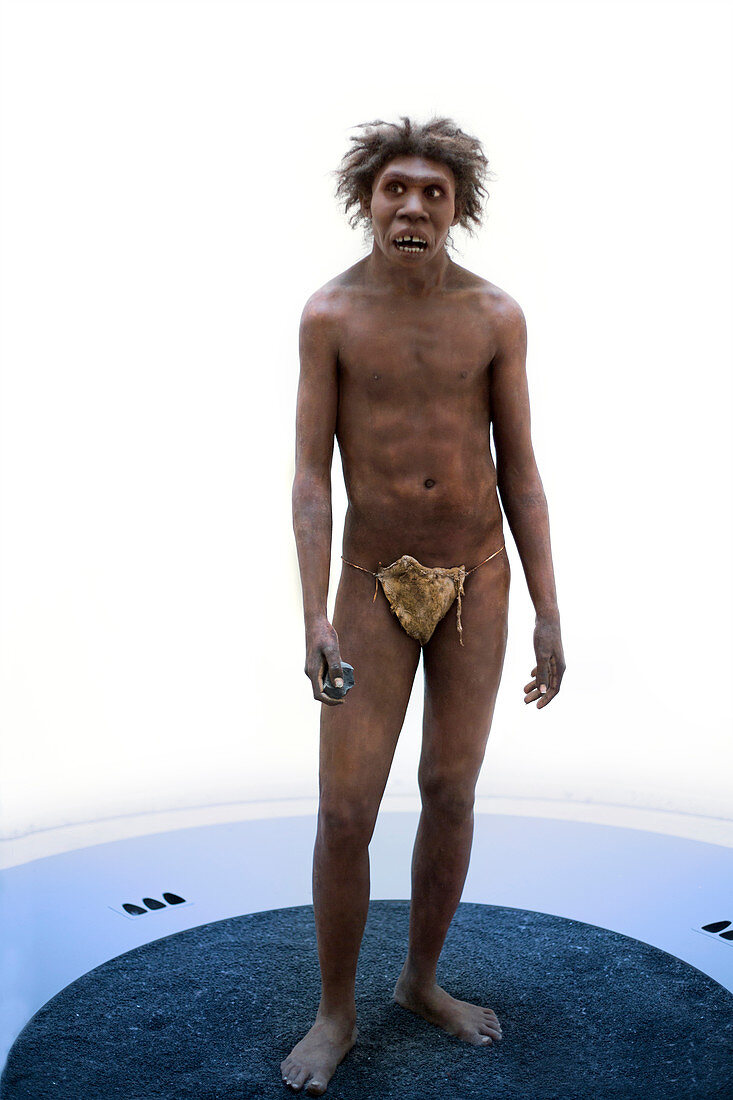 Turkana Boy model