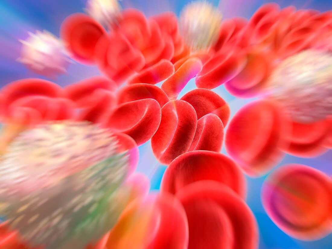 Blood cells