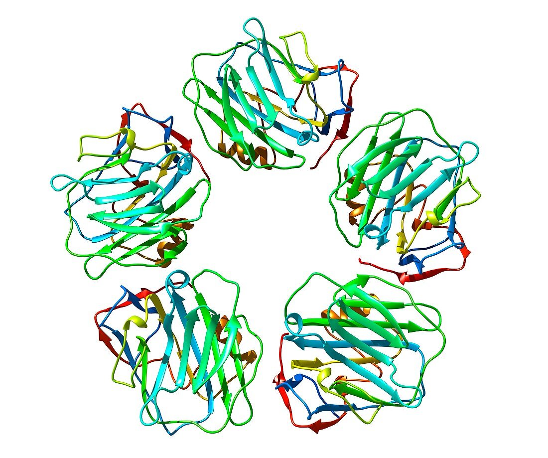 C-reactive protein,molecular model
