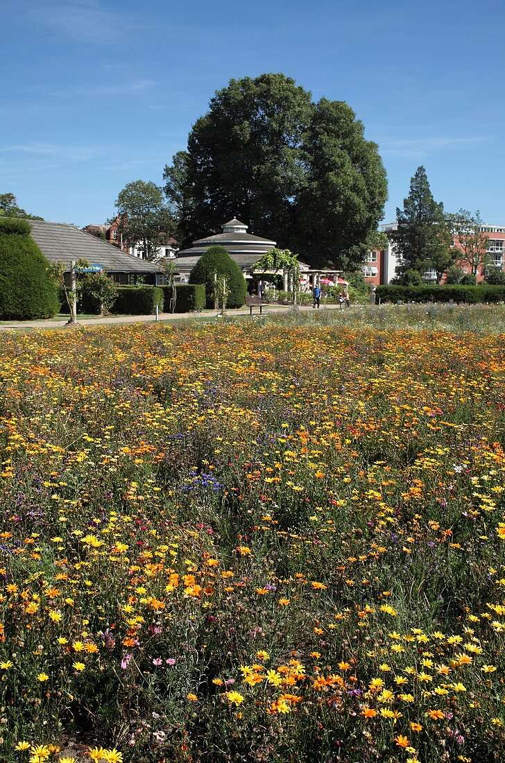 Wildflower meadow,Brighton,UK