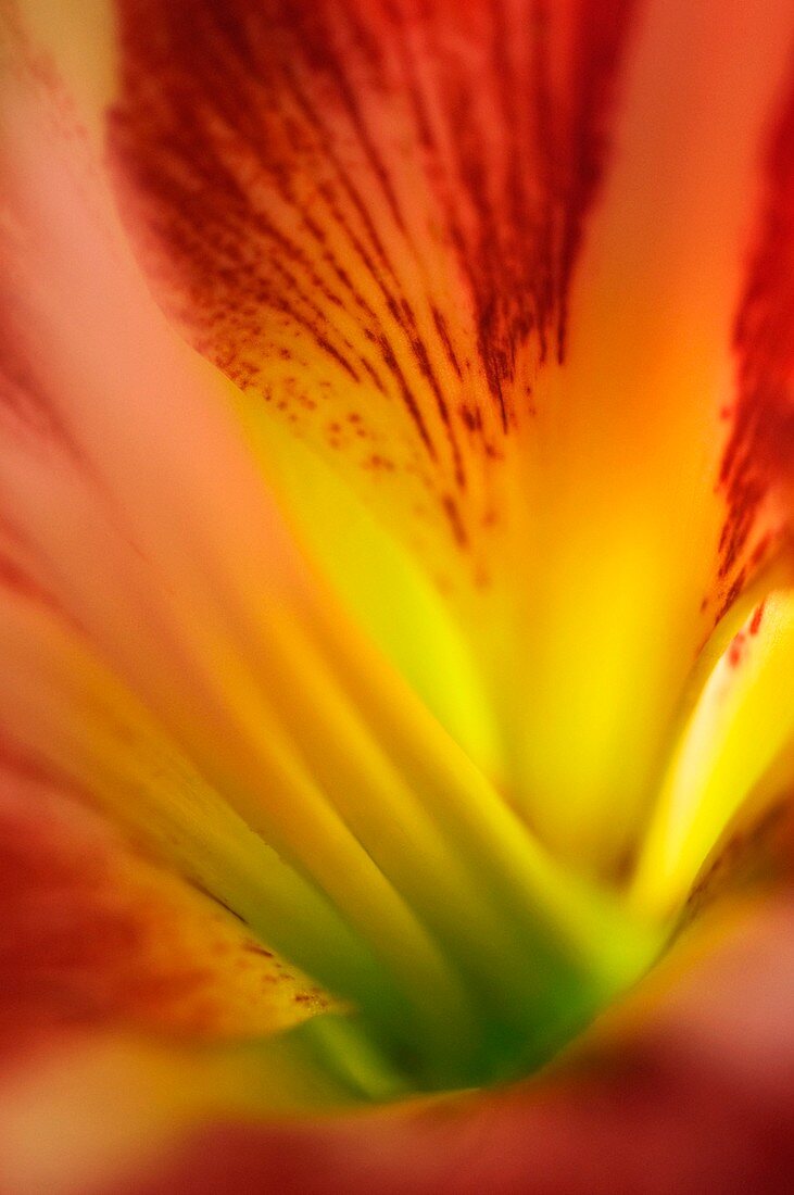 Inside amaryllis (Hippeastrum) flower