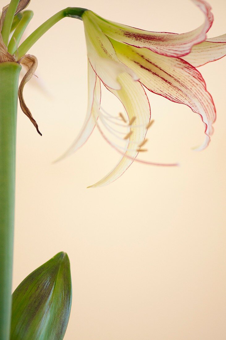 Amaryllis flower and bud (Hippeastrum)