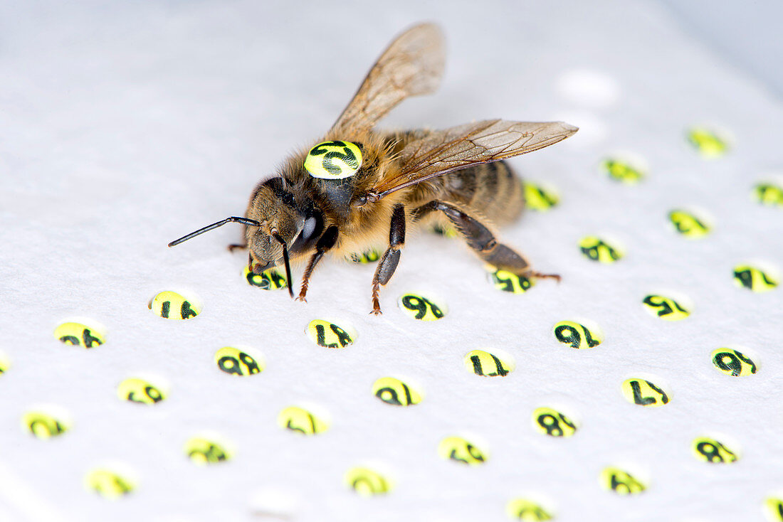 Honeybee radar tagging