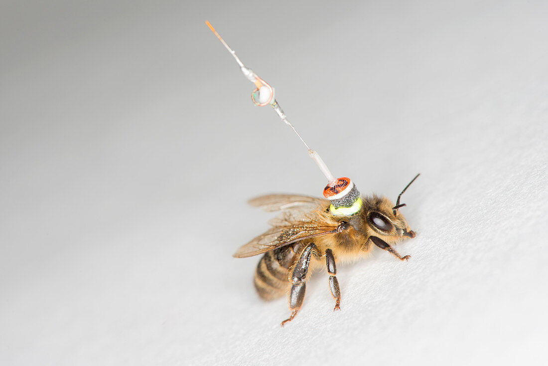 Honeybee radar tagging