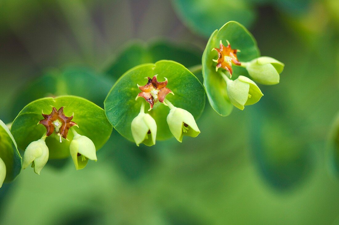 Euphorbia x martinii