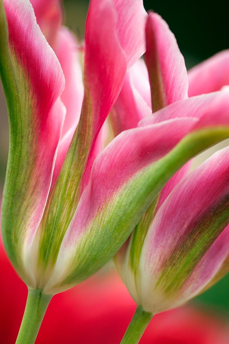 Tulip (Tulipa hybrid)
