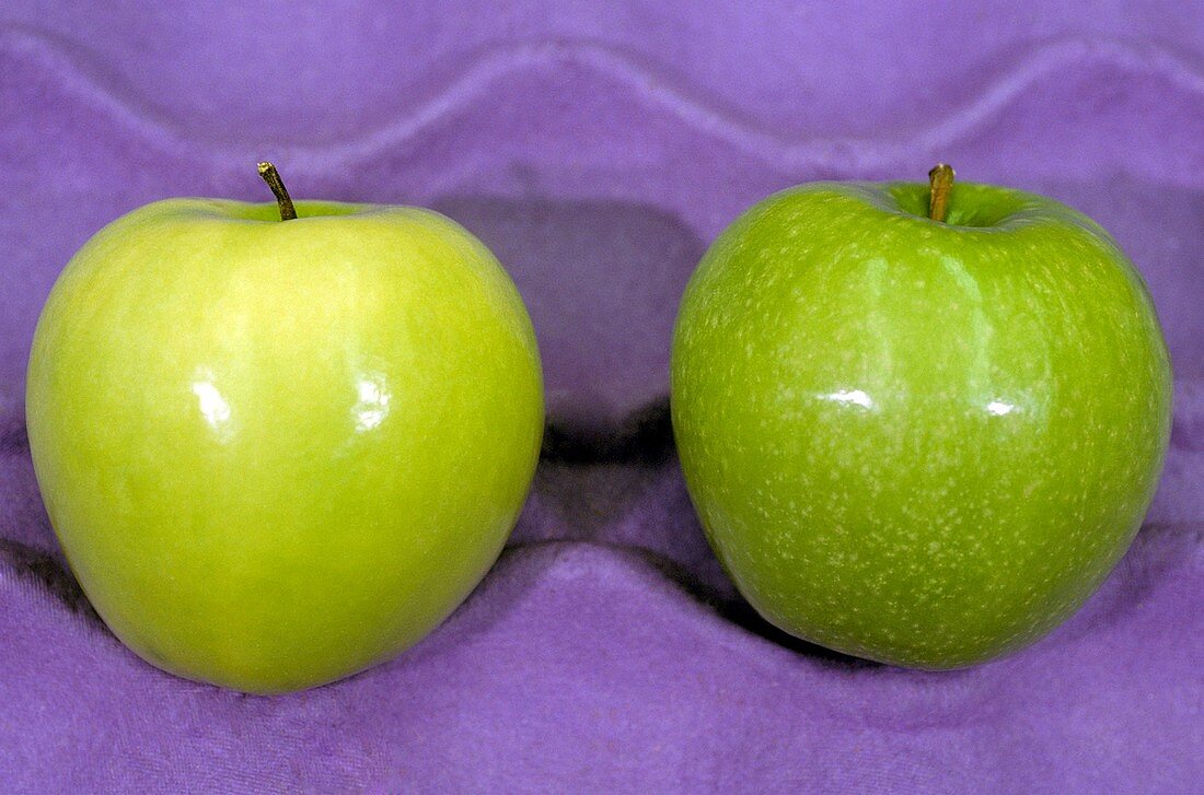 Calcium-treated and untreated apple