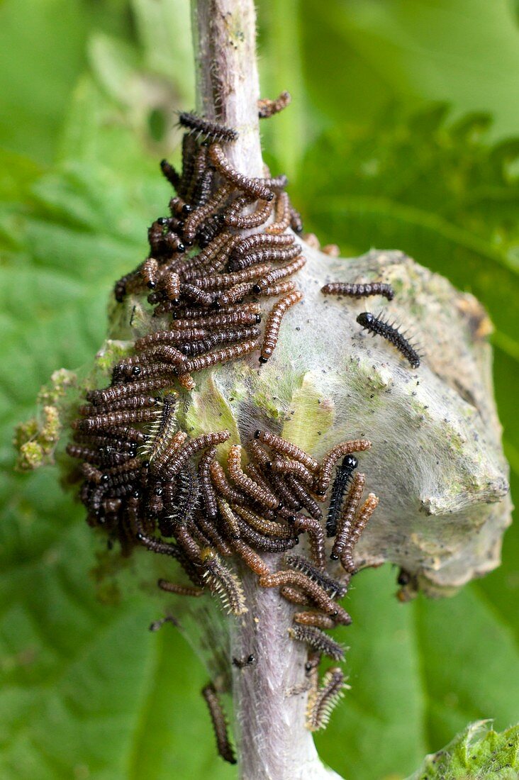 Larvae of the Peacock butterfly